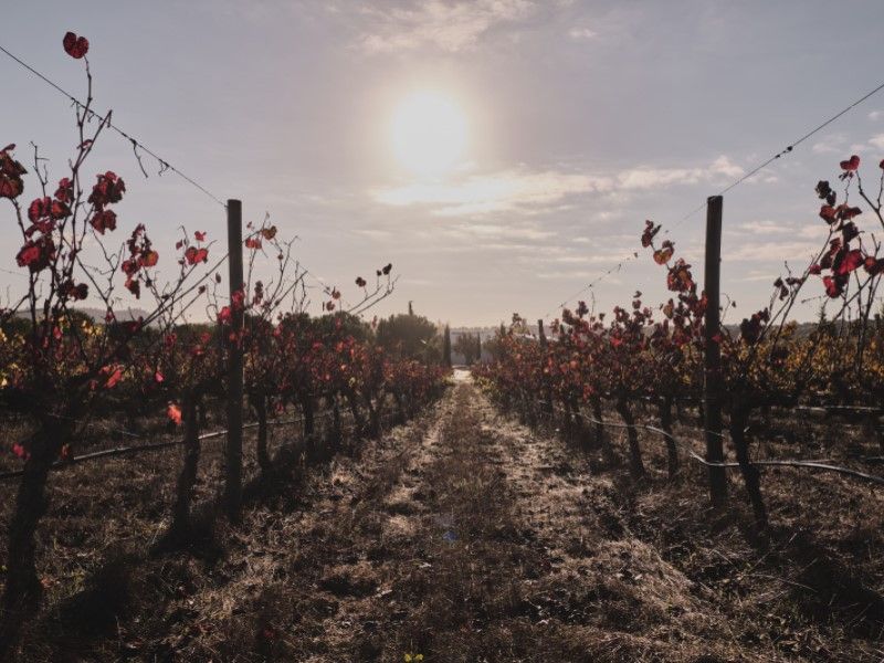 house 8 Rooms for sale on Montemor-o-Novo (7050)