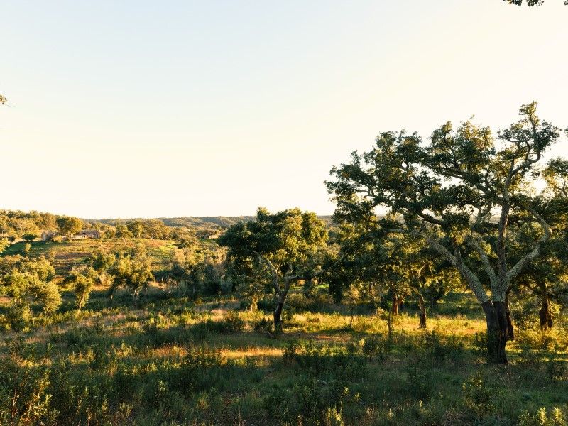 land for sale on Santiago do Cacém (7540)