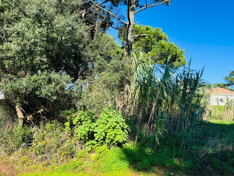 land for sale on Sintra (2705)