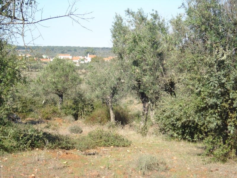 land for sale on Borba (7150)