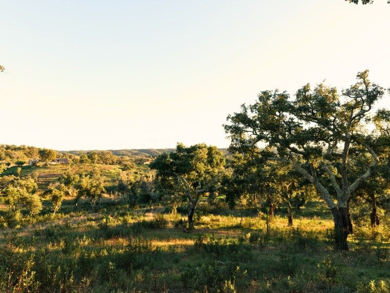 land for sale on Santiago do Cacém (7540)