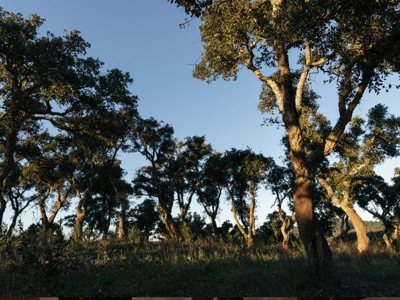 land for sale on Santiago do Cacém (7540)