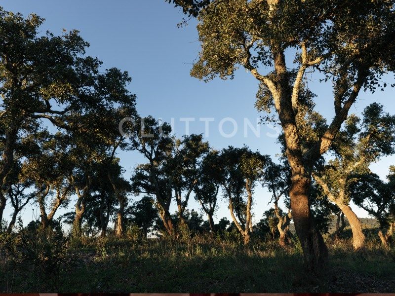 terrain en vente sur Santiago do Cacém (7540)