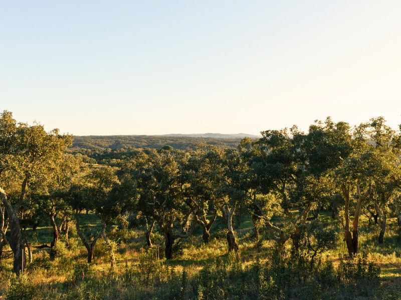 land for sale on Santiago do Cacém (7540)