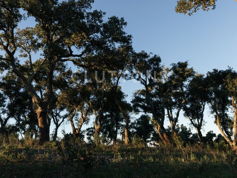 terrain en vente sur Santiago do Cacém (7540)