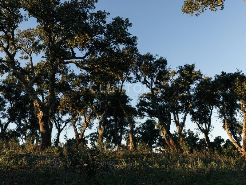 land for sale on Santiago do Cacém (7540)