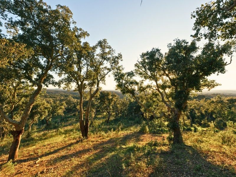 land for sale on Santiago do Cacém (7540)