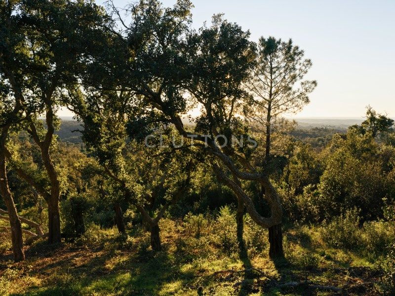 land for sale on Santiago do Cacém (7540)