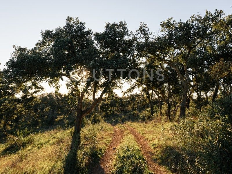 terrain en vente sur Santiago do Cacém (7540)