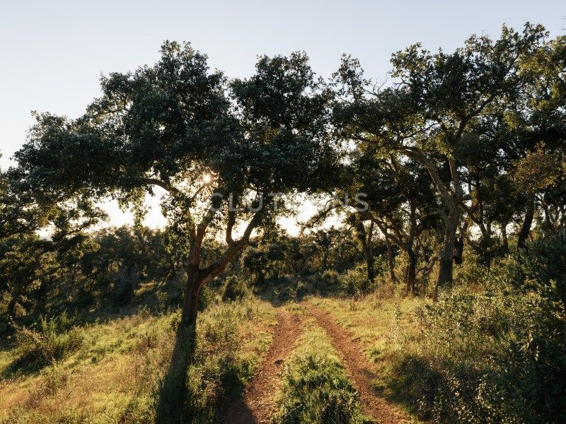 land for sale on Santiago do Cacém (7540)