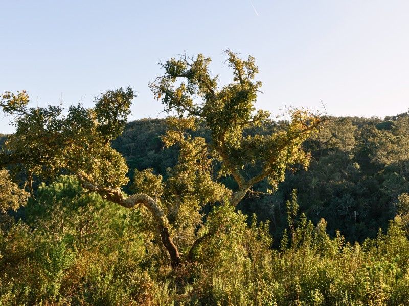 land for sale on Santiago do Cacém (7540)