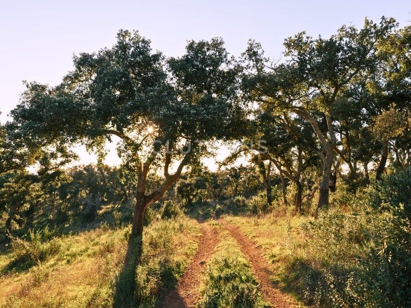 land for sale on Santiago do Cacém (7540)