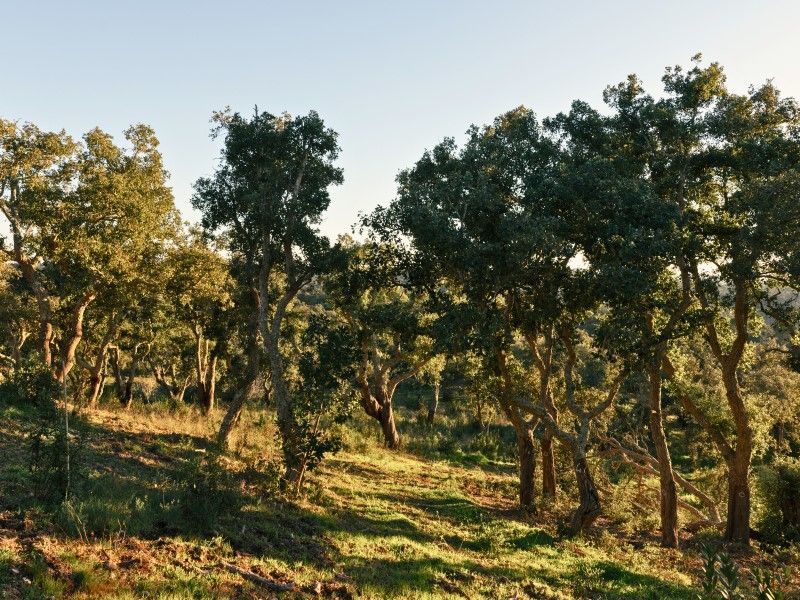 land for sale on Santiago do Cacém (7540)