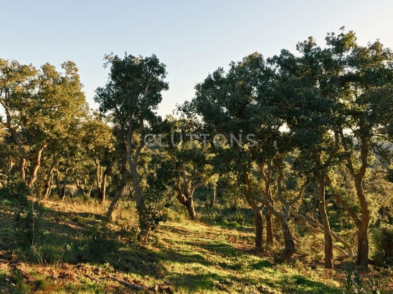land for sale on Santiago do Cacém (7540)