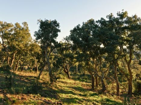 Vente Terrain Santiago do Cacém