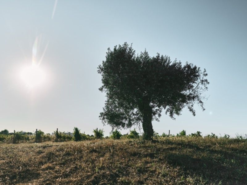 house 9 Rooms for sale on Montemor-o-Novo (7050)