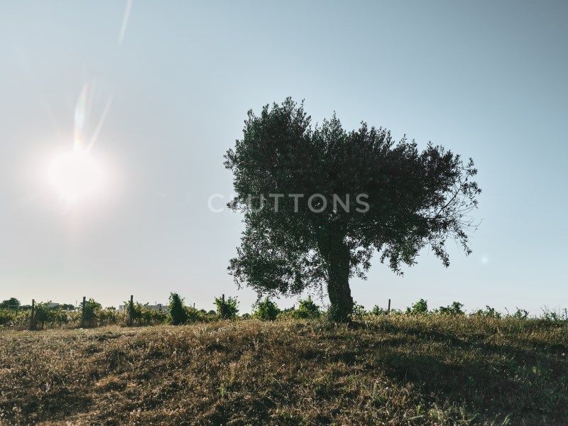 maison 9 Pièces en vente sur Montemor-o-Novo (7050)