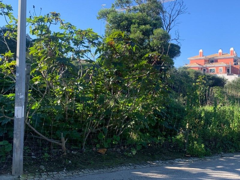 miscellaneous for sale on Cascais (2765)