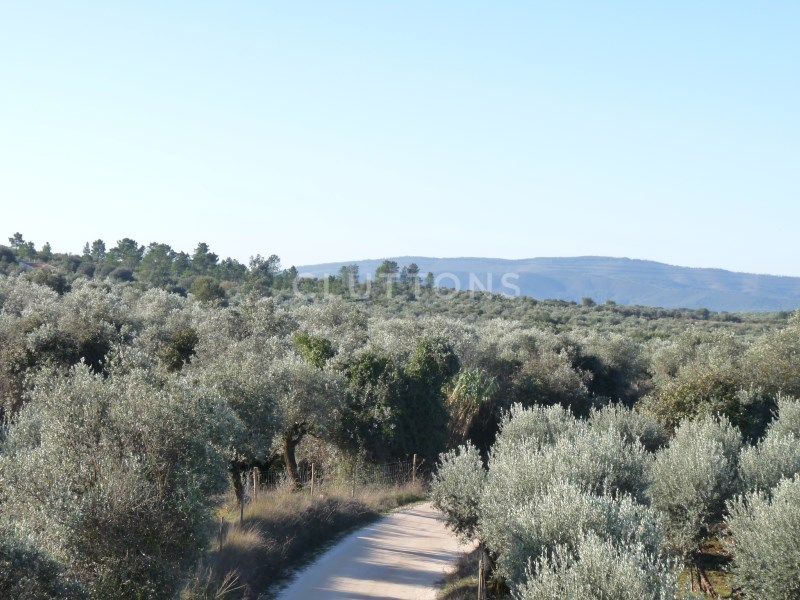land for sale on Borba (7150)