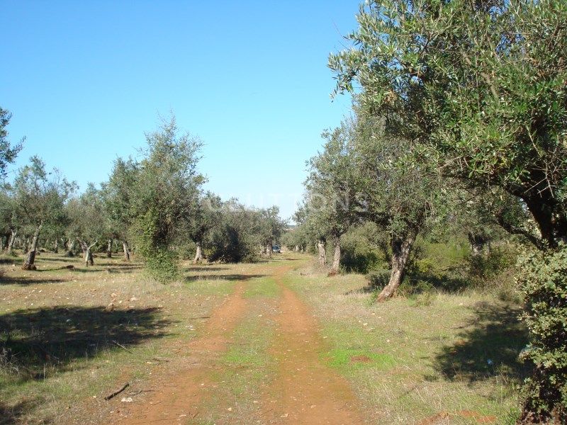 land for sale on Borba (7150)